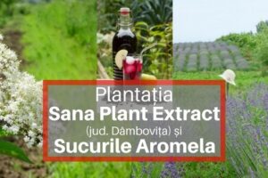 Plantația Sana Plant Extract, suc Aromela, suc bio de aronia, suc de soc bio si aronia bio (1)
