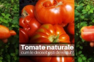 tomate crescute natural versus cele forțate să se coacă, PlatFerma